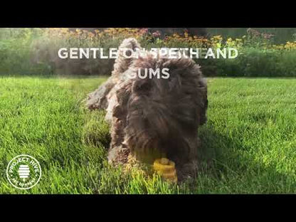 Hive Chew Dog Toy - Unscented