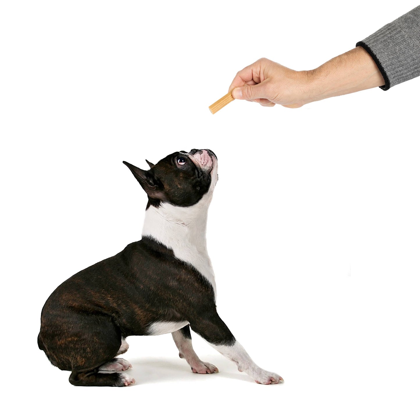 Hive Chew Sticks Dental Dog Treats