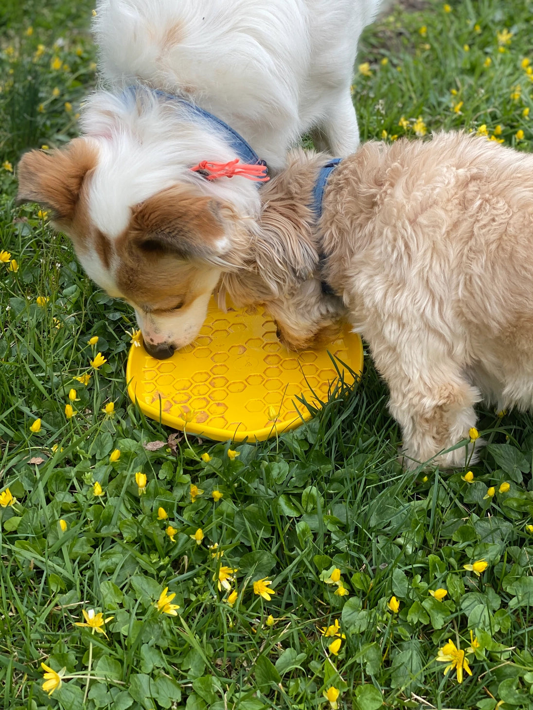 Hive Disc & Lick Mat - Unscented