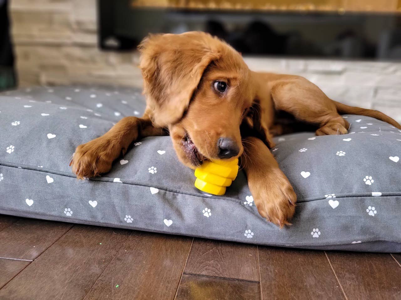 Hive Chew Dog Toy - Unscented