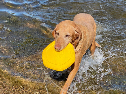 Hive Disc & Lick Mat - Unscented