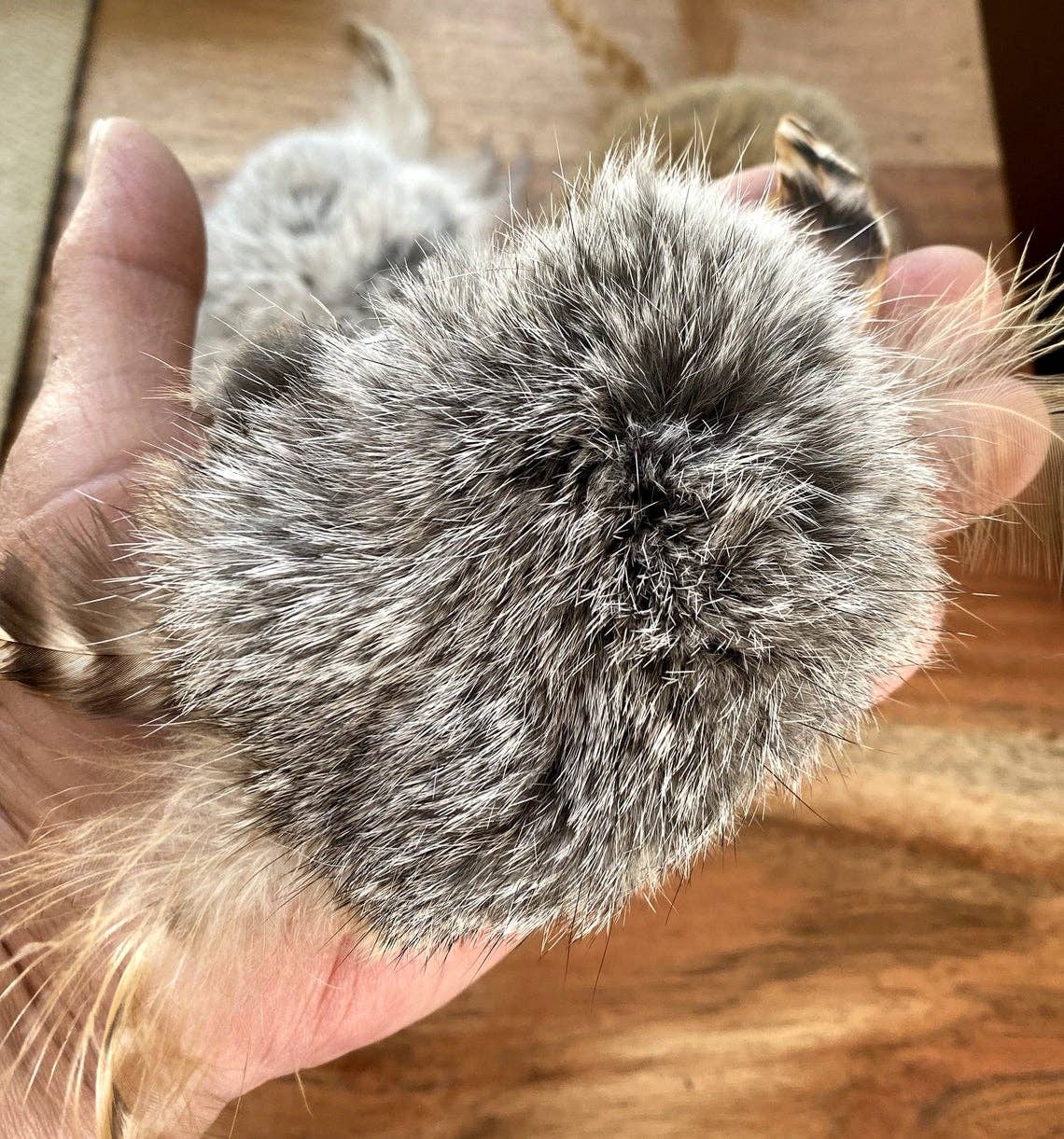 Spinner Cat Toy